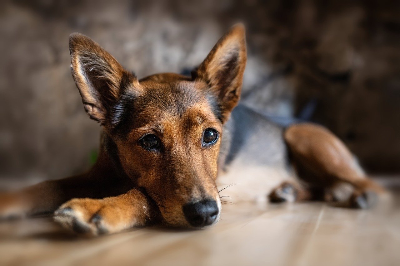 Pet Adoptions
